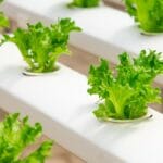 DIY Hydroponics: Everything You Need to Know About Soilless Gardening