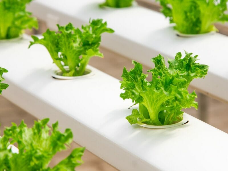 greenhouse, organic, farming