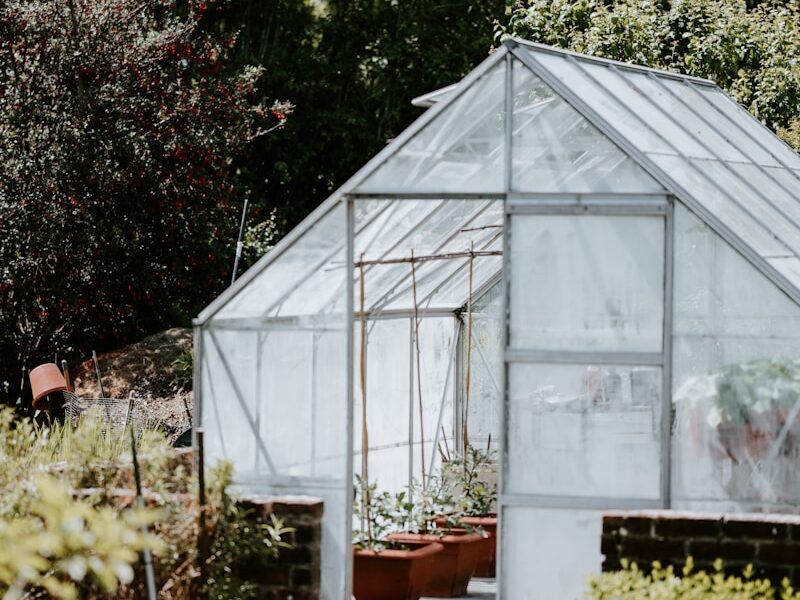 green trees and plants inside greenhouse