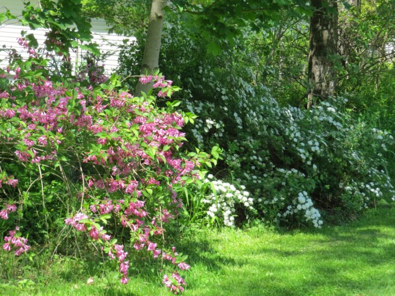 Taking Care of Your Garden: Essential Tips for the Summer Season