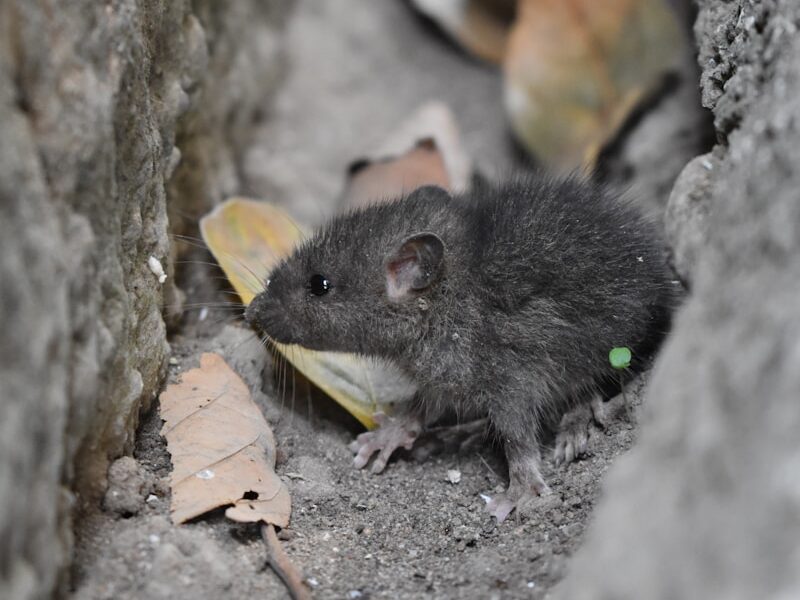 black mouse on gray concrete pavement