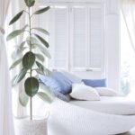 green-leafed rubber plant on white pot