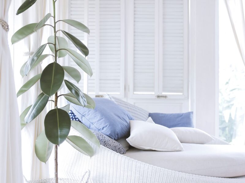 green-leafed rubber plant on white pot