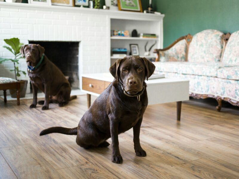 two brown dogs