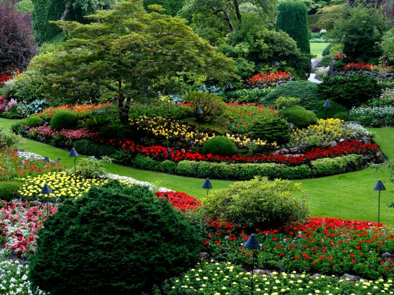 red and white flower garden