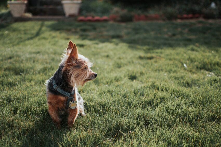 brown and black yorkshire terrier on green grass field during daytime
