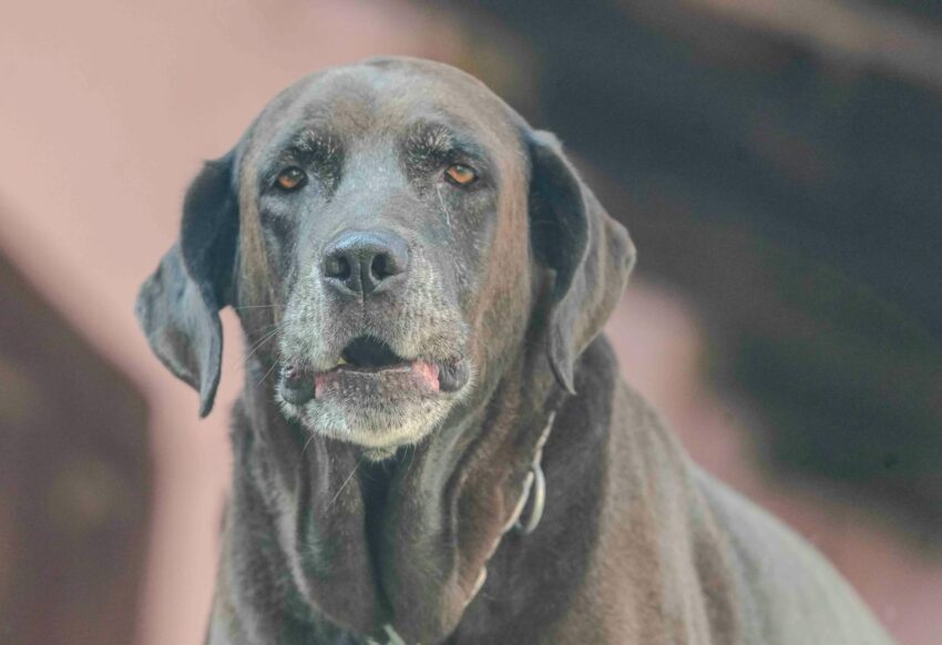 Elderly Chocolate Labrador Retriever gazing forward outdoors. Moody and gentle expression.