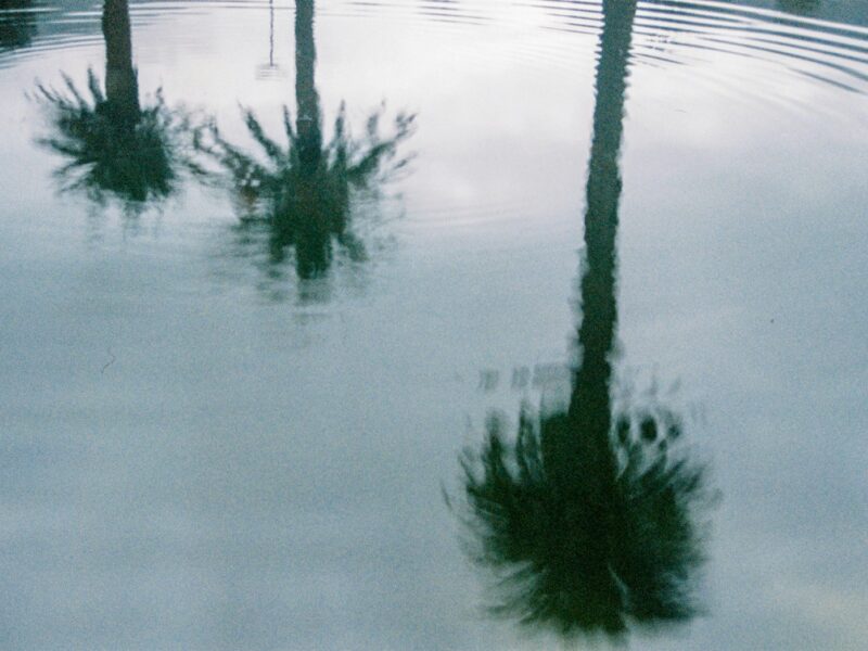 palm trees are submerged in a pool of water