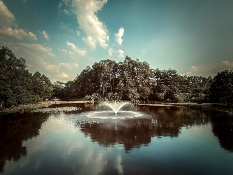 a body of water with trees around it