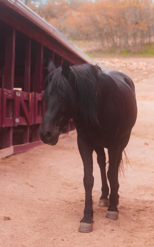 a black horse standing in front of a red barn