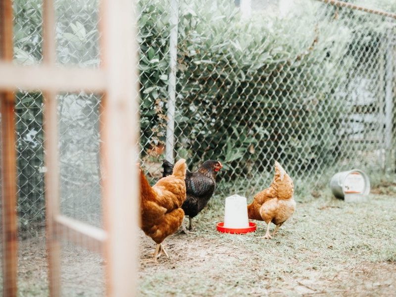 three brown and black hens with gray metal fence at daytime