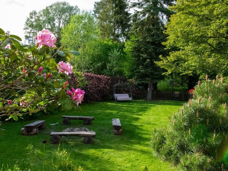 pink flowers on green grass field