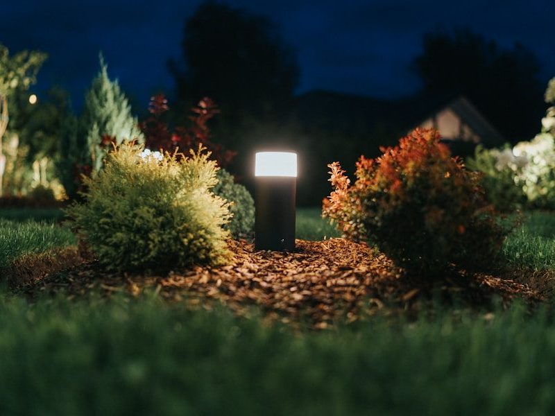 a group of bushes with lights in the background