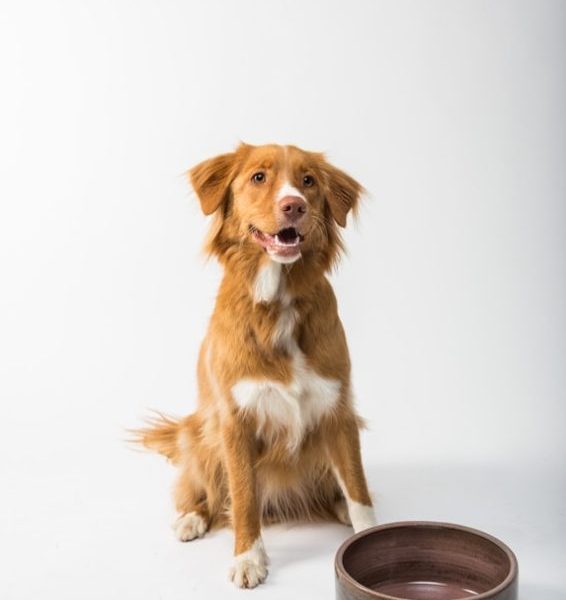 brown and white long coated dog sitting on brown wooden round table