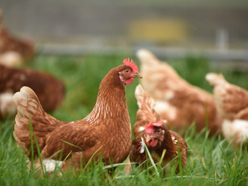 brown hen on green grass during daytime
