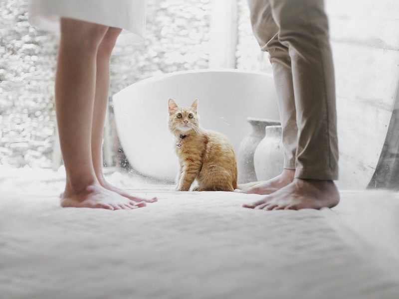 orange tabby cat sitting between standing man and woman inside room