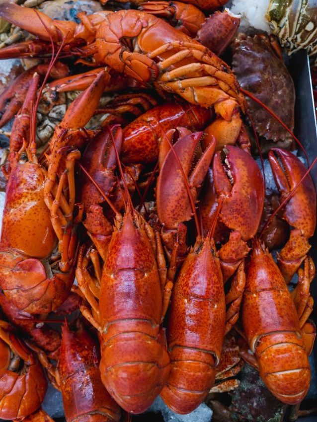 Fresh lobsters are essentials for the best lobster rolls