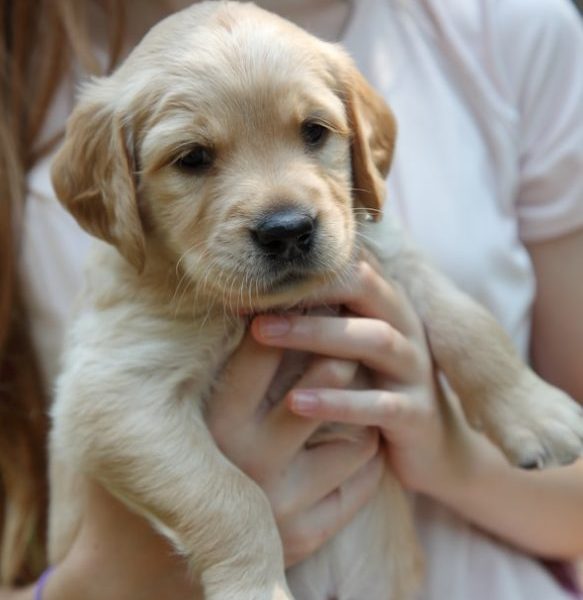 A person holding a cute golden retriever puppy.