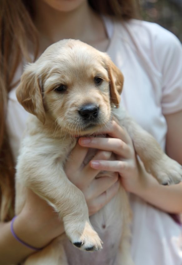 A person holding a cute golden retriever puppy.