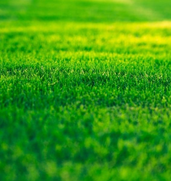 a field of green grass with a blurry background