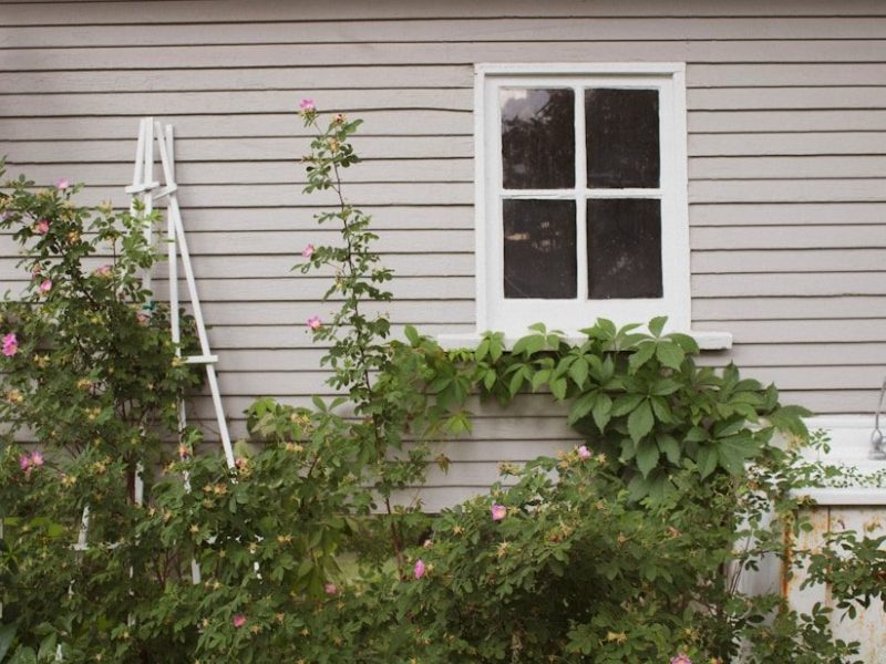 plants outside house near window