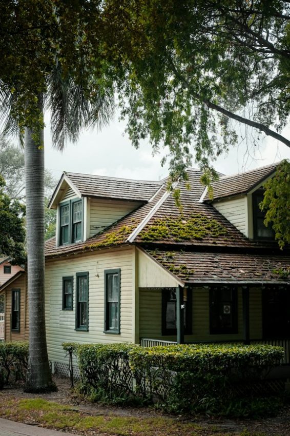 Old wooden house with mossy roof and palm tree